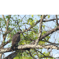 گونه سارگپه تاجدار Crested Honey Buzzard